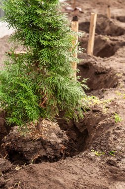 Toprağa küçük bir çam ağacı ekiliyor. Yeni bir manzaranın parçası olmaya hazır. Diğer ağaçlar da sıra sıra dikilmiş..
