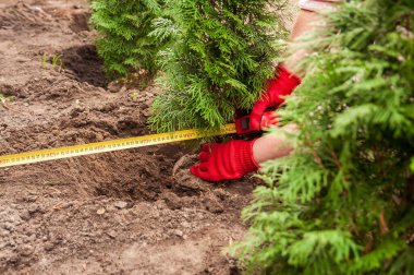 Kırmızı eldiven giyen bahçıvan bahçede dikilirken genç thuja ağaçları arasındaki mesafeyi ölçmek için bir mezura kullanır..