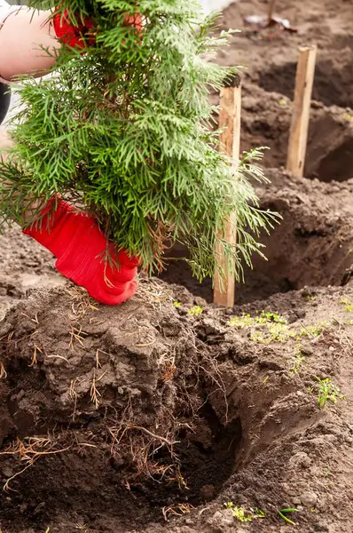 Kırmızı eldiven giyen bir bahçıvan yeni bir çit için bahçeye sürekli yeşil bir çalı dikiyor. Çevresel sürdürülebilirliği teşvik ediyor..