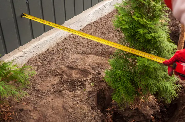 Kırmızı eldiven giyen bir kişi bahçe düzenlemesi için bir çitle bir ağaç bitkisi arasındaki mesafeyi ölçer..