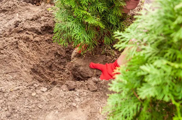 Ellerinizi kırmızı eldivenlerle kapatın. Bahçedeki bir deliğe küçük bir çalı dikin. Peyzaj yapmak için..