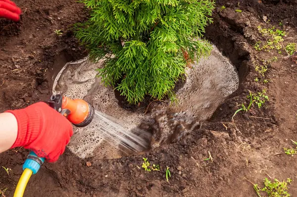 Bir bahçıvan bahçede yeni dikilmiş bir thuja ağacını sular. Sulama, ağacın toprağa kök salmasına yardımcı olur..