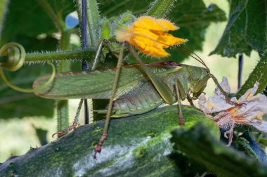 Büyük, yeşil bir katydid, doğanın karmaşık güzelliğini sergileyen bir salatalık ve kabak çiçeğinin yanında duruyor..