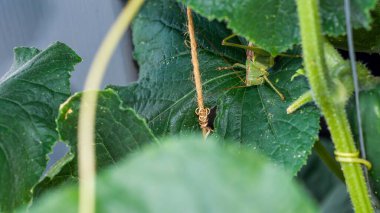 Canlı bir yeşil çekirge, bahçedeki büyük salatalık yapraklarının ve filizlerinin arasında kamufle olur..