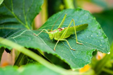 Canlı bir yaprağın üzerinde dinlenen yeşil bir çekirgenin yakın plan görüntüsü. Detaylı dokusunu ve içinde bulunduğu doğal çevreyi yakalıyor..