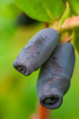 Hanımeli böğürtlenlerinin uzun ve desenli yüzeyini gösteren, koyu mavi tonlarını vurgulayan yakın plan bir çekim..