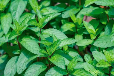 Bahçede büyüyen canlı yeşil nane yapraklarının yakın plan çekimi, dokulu yüzeylerini ve doğal güzelliklerini gözler önüne seriyor..
