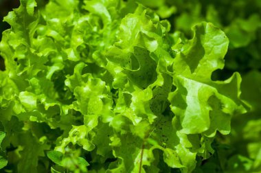 Canlı yeşil marul yapraklarının yakın çekimi taze dokularını ve sağlıklı cazibesini yakalıyor. Taze ürünleri ve sağlıklı beslenmeyi göstermek için mükemmel..