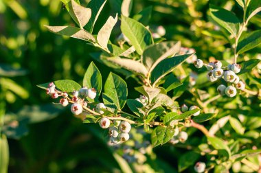 Bir yakın plan yeşil yaprakların arasında olgunlaşmamış yaban mersinlerini yakalar ve gelecekte güneşte hasat olacağına söz verir..