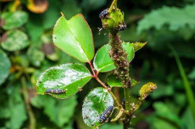 Gül sapında yaprak bitleriyle beslenen uğur böceği larvalarını yakından çek. Bahçede doğal bir haşere kontrol örneği..