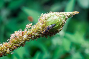 Bir bitki sapındaki yaprak bitleri kolonisi arasındaki uğur böceği larvası, bir bahçe ortamındaki doğal yırtıcı-av ilişkisini gösterir..