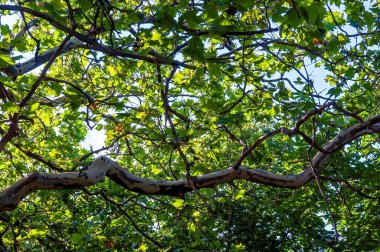 Güneşli bir günde kendine özgü benekli kabuğuyla bir çınar ağacının yemyeşil gölgesinden yukarı bakıyor..
