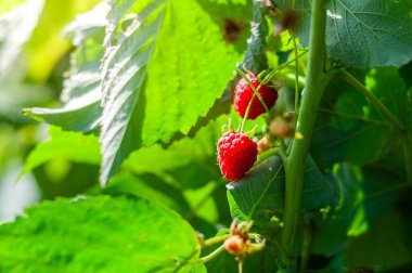 Bahçede güneşli bir günde toplanmaya hazır, yemyeşil bir çalılıkta yetişen olgun kırmızı ahududular..