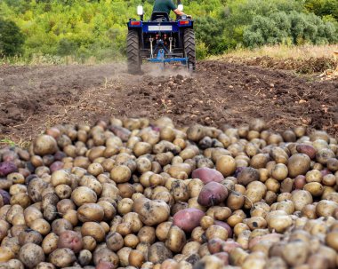 Bir traktör tarlayı tarlaya sürer, hasat edilen patates yığını ön planda dinlenirken ekime ya da hasat etmeye hazırlar..