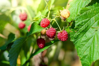 Bir bitkinin üzerinde yetişen olgun ve olgunlaşmamış ahududutlardan oluşan yakın çekim, canlı renkleri ve taze ürünleri gözler önüne seriyor..