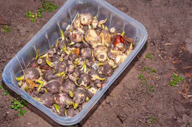 Filizlenmeye başlayan, bahçeye ekilmeye hazır ampullerle dolu bir konteynır manzarayı renklerle aydınlatmak için..