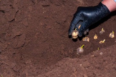 Eldivenli bir elin kapanışı, karanlığa çiçek açan ampuller, zengin toprak, bazıları çoktan filizlenmiş, bahar baharı bahçe işleri anlamına gelir..