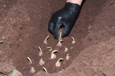 Siyah eldiven takın bahçe toprağına ampul ekin bahar çiçeklerine, büyümeye, bahçecilik konseptine hazır olun..