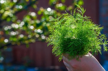 Bir insan taze toplanmış dereotunu tutar, tüylü yaprakları bokeh arka planına karşı parlak yeşildir, mutfağa tat katmaya hazırdır..