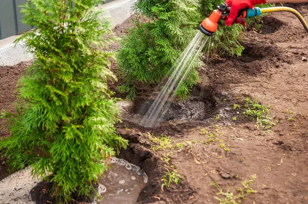 Yeşil Arborvitae ağaçlarını yeni ekilen insan suları, bir bahçe bahçesinde sağlıklı bir büyüme ve yerleşim sağlamak için, püskürtücü başlıklı bir bahçe hortumu kullanıyor..