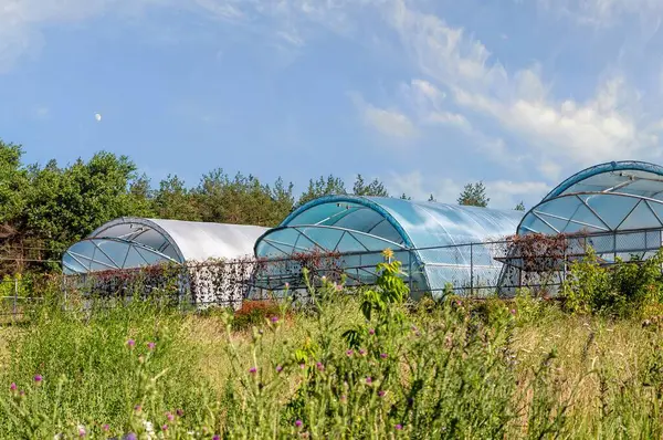 Berrak mavi gökyüzüne karşı yemyeşil bir bitki örtüsünün ortasında, tarım teknolojisini ve sürdürülebilir tarım uygulamalarını temsil eden üç plastik sera duruyor..