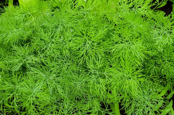 Canlı bir yakın çekim taze dereotu sergiler, tüylü yaprakları narin su damlacıklarıyla süslenir, tazelik ve doğal güzellik hissi uyandırır..