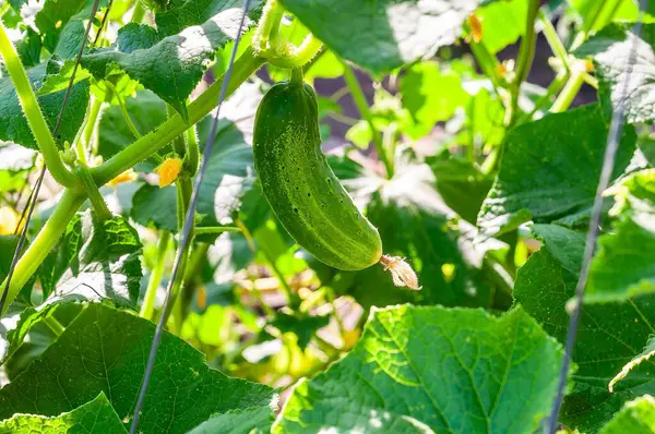Bahçede yetişen taze, yeşil salatalık, yemyeşil yapraklarla çevrili ve güneş ışığında yıkanmış..