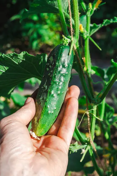 Bir insanın elinde sarmaşıktan yeni toplanmış bir salatalığı tutarken, ev yapımı ürünleri ve bahçe işlerinin neşesini sergilerken yakın plan fotoğrafı..