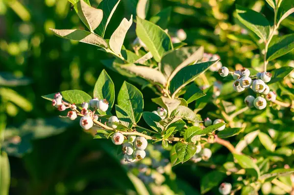 Bir yakın plan yeşil yaprakların arasında olgunlaşmamış yaban mersinlerini yakalar ve gelecekte güneşte hasat olacağına söz verir..
