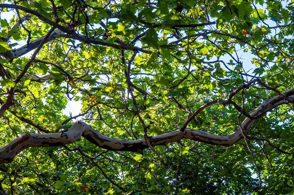 Güneşli bir günde kendine özgü benekli kabuğuyla bir çınar ağacının yemyeşil gölgesinden yukarı bakıyor..