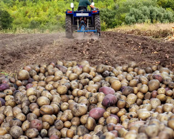 Bir traktör tarlayı tarlaya sürer, hasat edilen patates yığını ön planda dinlenirken ekime ya da hasat etmeye hazırlar..