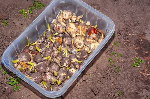 Filizlenmeye başlayan, bahçeye ekilmeye hazır ampullerle dolu bir konteynır manzarayı renklerle aydınlatmak için..