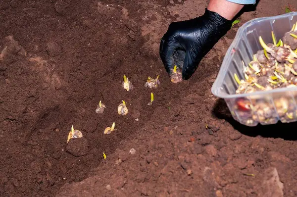 Eldivenli bir el bitkisi temiz bir kabın içindeki toprakta çiçek soğanları filizlendiriyor. Renkli bahar çiçekleri için sonbaharda ampul dikmek.
