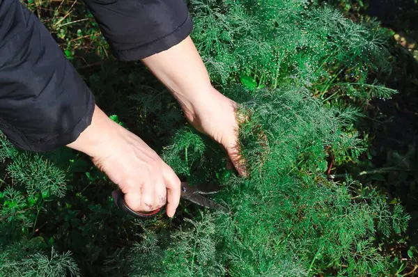 Bahçede makas kullanarak taze dereotu hasat eden ellerin yakın çekimi, canlı yeşil rengini ve hassas dokusunu gözler önüne seriyor..