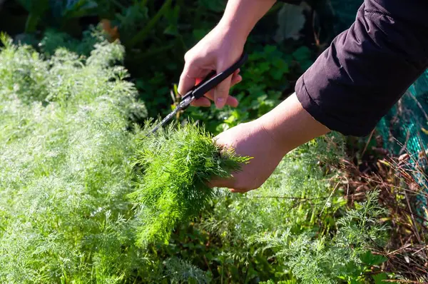 Güneşli bir günde yemyeşil bir bahçedeki bahçe makası ile taze dereotu hasat eden ellerin yakın çekimi..