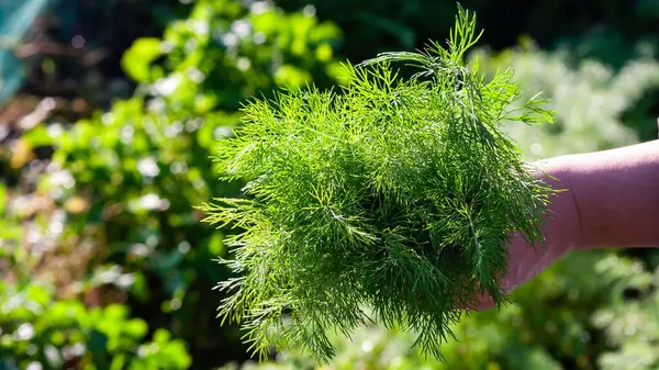 Taze yeşil dereotu tutan, canlı rengini ve tüylü dokusunu bulanık bir bahçe zeminine karşı gösteren bir kişinin yakın plan çekimi..