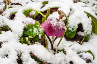 Karla süslenmiş narin bir çiçek, sert ve beklenmedik havanın ortasında açar. Görüntü, geç bir kar yağışı sırasında doğanın esnekliğini yakalıyor..