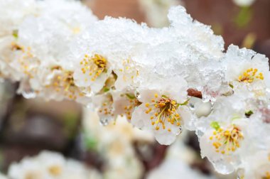 Kar örtüleri narin beyaz çiçekler, gerçeküstü bir bahar sahnesini yakalıyor, doğanın öngörülemezliğini gösteriyor. Bu beklenmedik hava çarpıcı bir karşıtlık yaratır.
