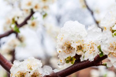 Taze karla kaplanmış beyaz çiçekler dallarına yapışmış, beklenmedik bir bahar havası sergiliyorlar. Damlacıklar yaprakların üzerinde narin bir şekilde parlarlar..