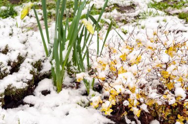 Beklenmedik bahar karı yeşil ve sarı bitkileri kaplıyor, mevsimlerin katıksız zıtlığı. Gelişmekte olan büyümenin arka planına karşı hava durumu fenomeni.
