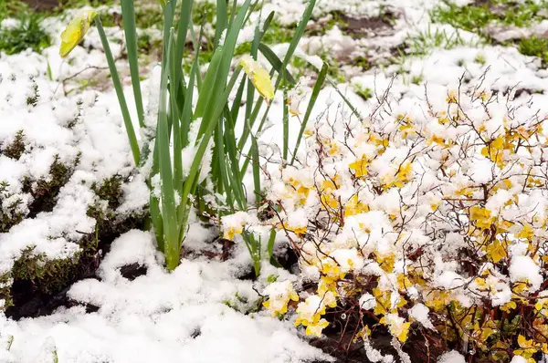 Beklenmedik bahar karı yeşil ve sarı bitkileri kaplıyor, mevsimlerin katıksız zıtlığı. Gelişmekte olan büyümenin arka planına karşı hava durumu fenomeni.