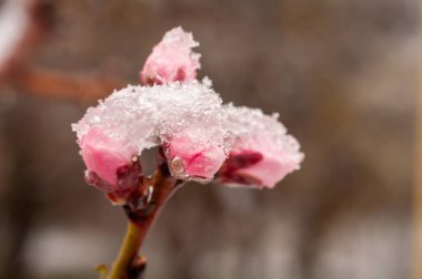 Narin pembe çiçek tomurcuklarının yakın plan görüntüsü. Taze kar tozu ile kaplı. Baharda beklenmedik havayı vurguluyor..
