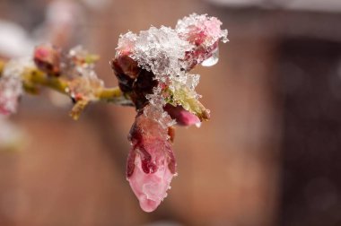 Bahar mevsiminin sonlarına doğru taze kar tabakasıyla kaplanmış narin pembe bir çiçek tomurcuğunun yakın plan çekimi. Detaylara odaklanmış durumdayız..