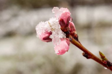 Karla kaplanmış narin pembe bir çiçek tomurcuğu ve bir su damlası, mevsimlerin ve havaların güzel zıtlığı..