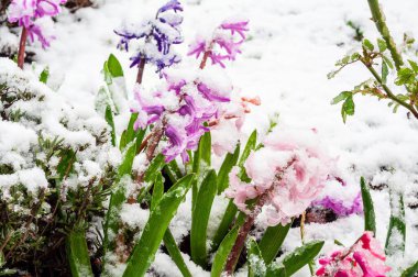 Beklenmedik ilkbahar kar yağışı battaniyeleri titreşimli sümbüller soğuk ve renklerin çarpıcı bir yan yana dizilmesini sağlıyor. Çiçekler beyaz battaniyenin önünde duruyor..