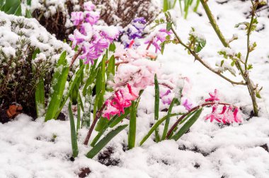 Canlı bahar çiçekleri, karla kaplanarak, mevsimlerin ve hava fenomenlerinin çarpıcı bir kombinasyonunu oluşturur. Doğanın dayanıklılığının şaşırtıcı bir sahnesi..