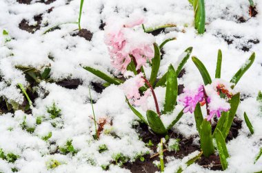 Narin pembe ve mor çiçekler kardan bir battaniyeye bakar. İlkbaharda nadir görülen bir hava fenomeni sergiler..