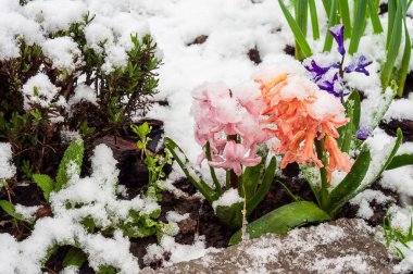 Beklenmedik bahar kar örtüleri canlı sümbüller ve yeşillikler çarpıcı bir kontrastlık yaratıyor. Kar bahçenin tozunu alır..
