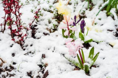 Renkli çiçeklerin ve taze karla kaplı kırmızı çalıların olduğu bir bahar bahçesi sahnesi. Bu beklenmedik hava benzersiz bir karşıtlık ekler..