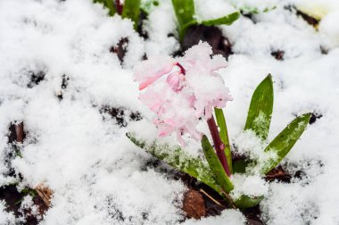 Beklenmedik bir bahar hava olayında kardan narin pembe bir çiçek çıkar. Yapraklar yeşil yapraklar ve kahverengi bir taban arasında taze kar taneleriyle tozlanmış..